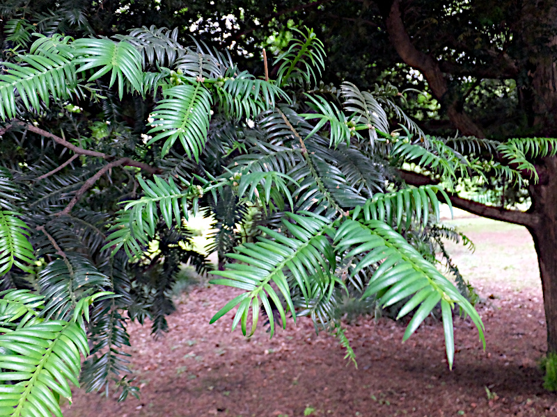 Japanese torreya