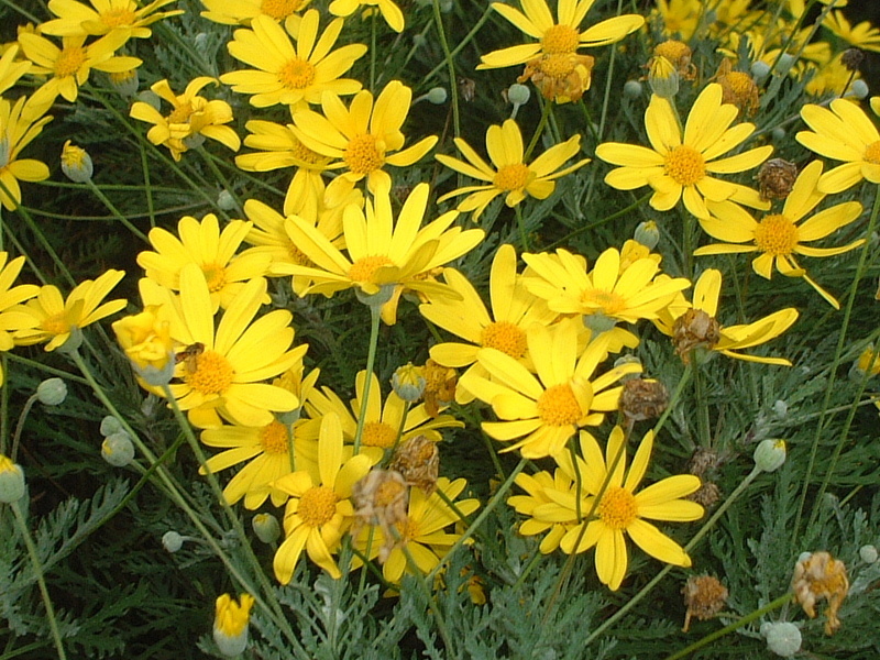 Euryops daisy