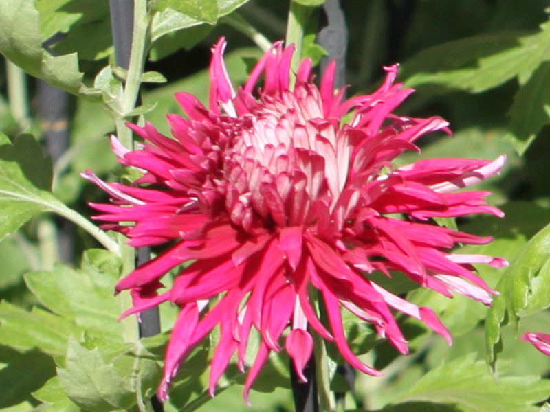 江戸菊 菊>古典菊