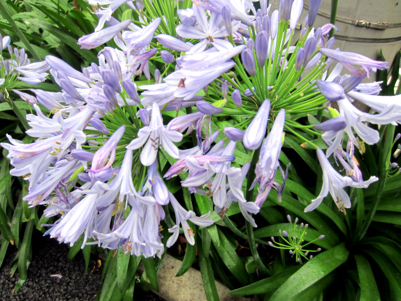 Agapanthus