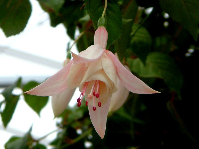 フクシア Fuchsia Hybrida かぎけん花図鑑