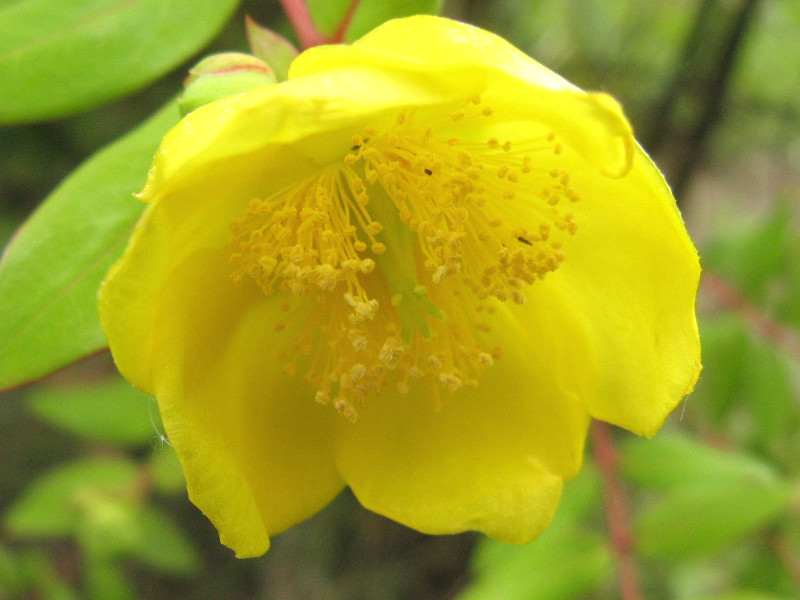 Hypericum patulum