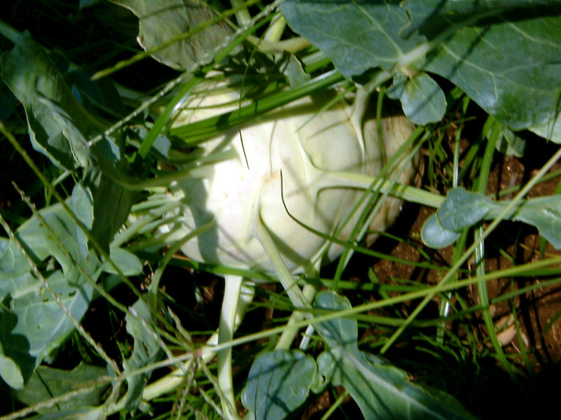 Kohlrabi