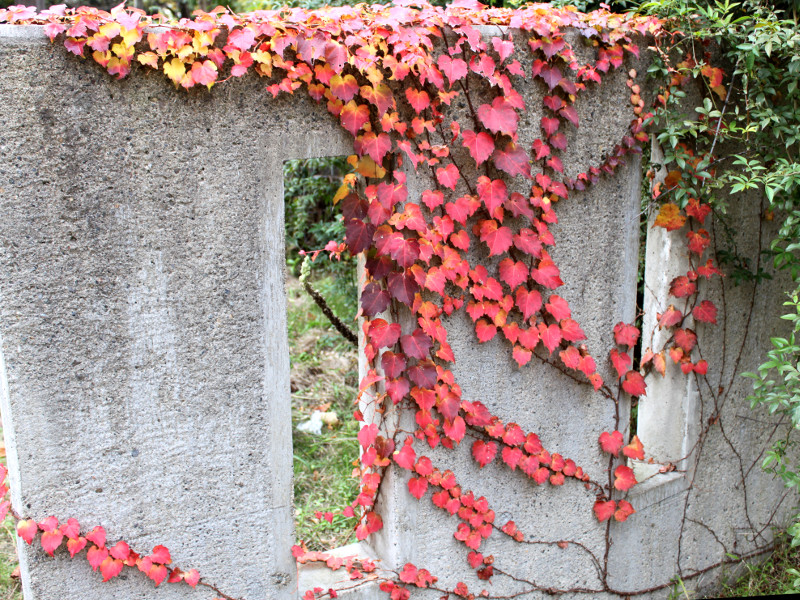 ツタ Parthenocissus Tricuspidata かぎけん花図鑑