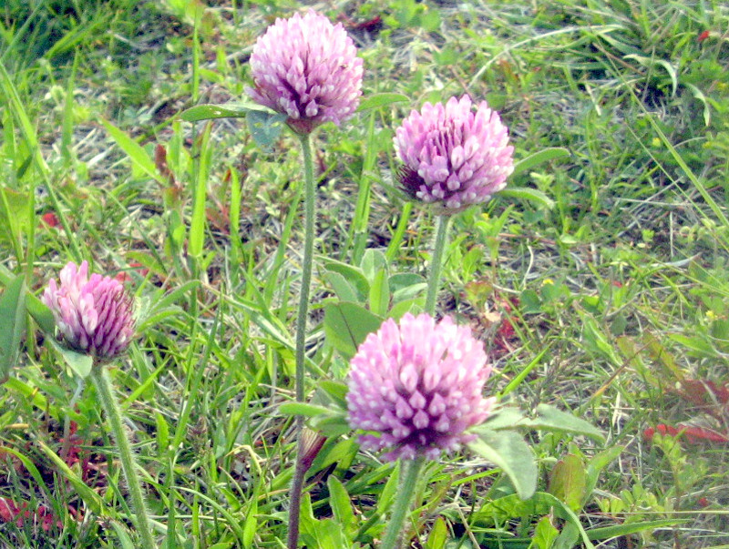 ムラサキツメクサ Trifolium Pratense かぎけん花図鑑