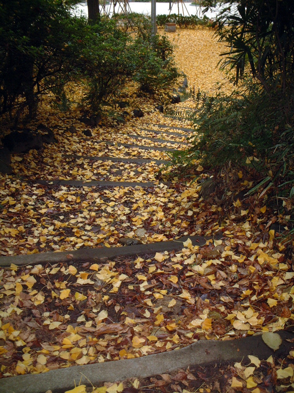 Ginkgo biloba tree