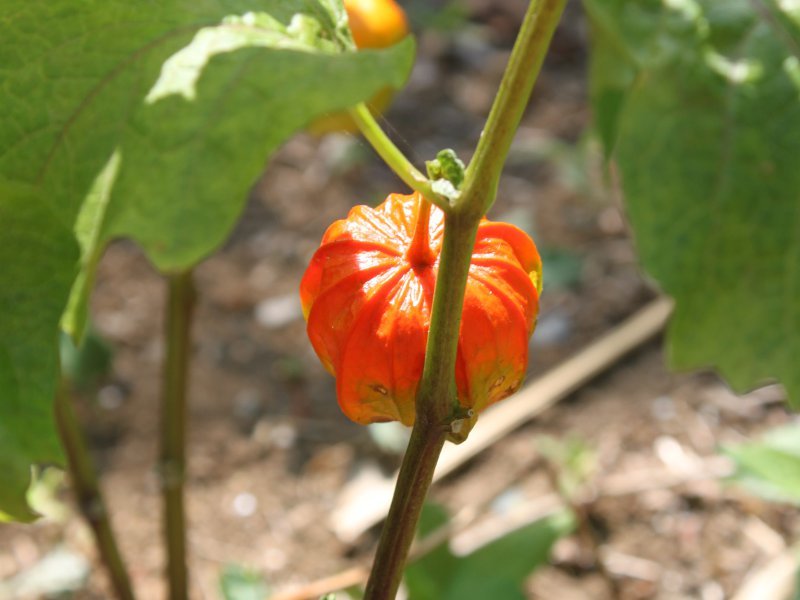 ホオズキ Physalis Alkekengi かぎけん花図鑑