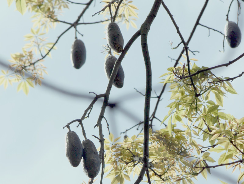 Ceiba speciosa