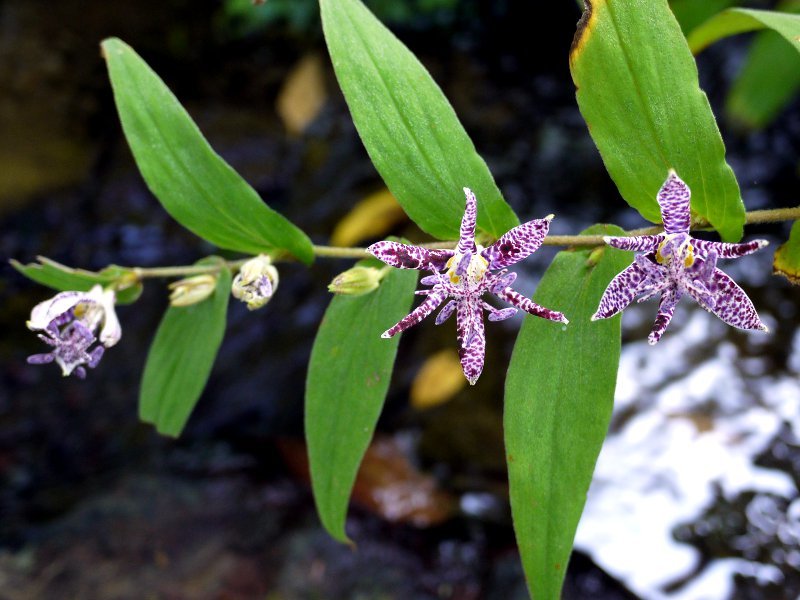 Japanese toad-lily