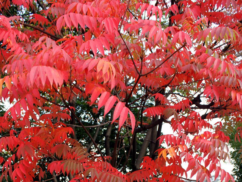 ハゼノキ Rhus Succedanea かぎけん花図鑑