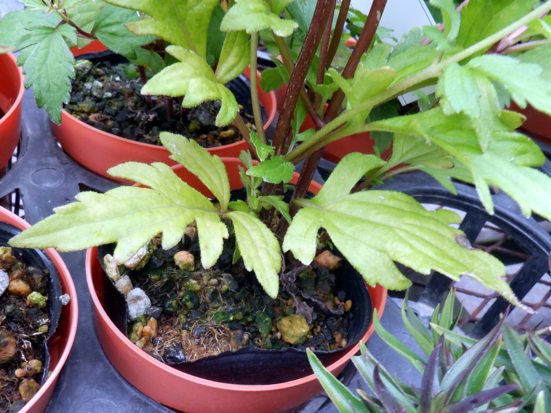 Eupatorium laciatum