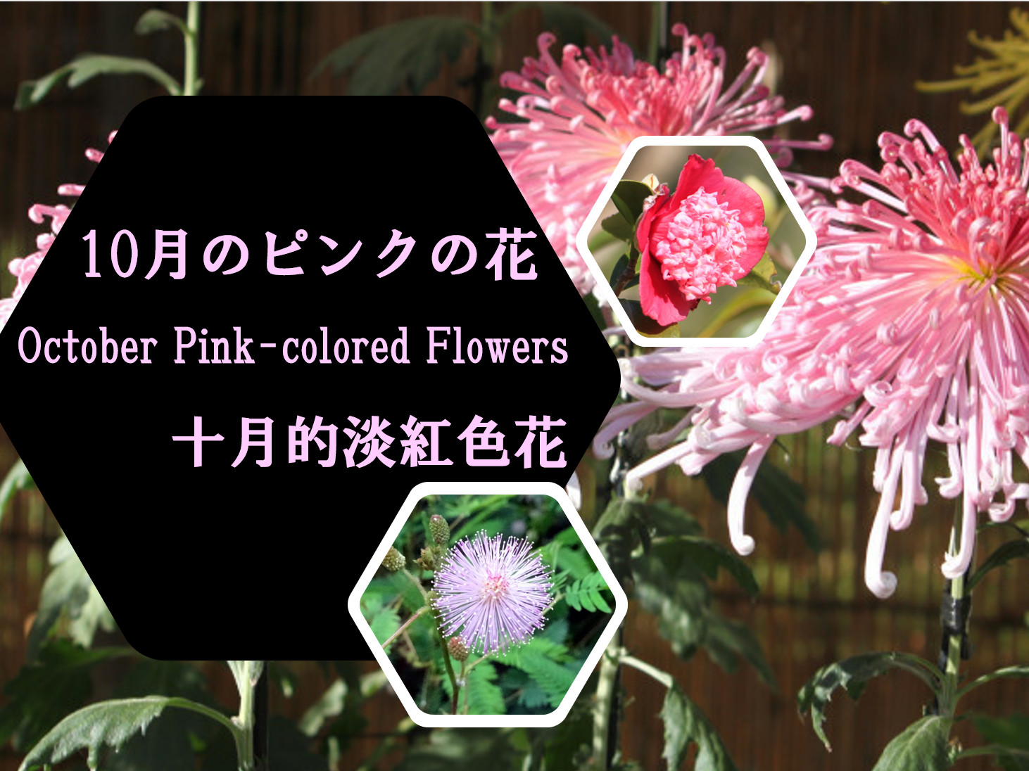 10月のピンクの花