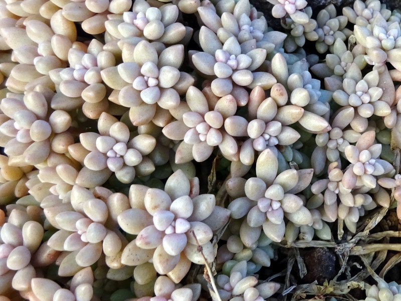 Graptopetalum mendozae