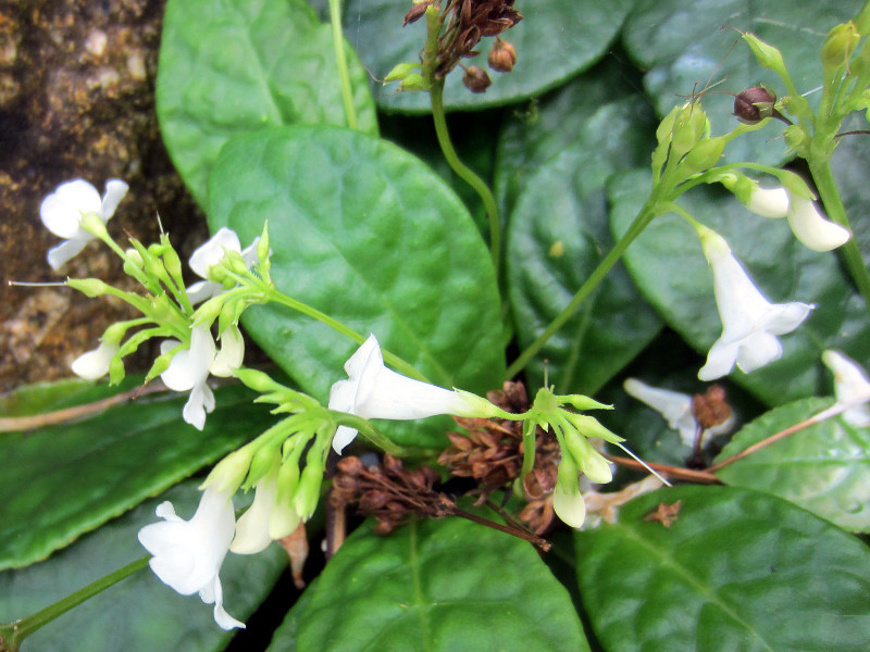 Tetranema roseum cv. Alba