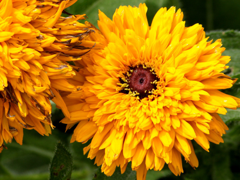 ルドベキア Rudbeckia かぎけん花図鑑