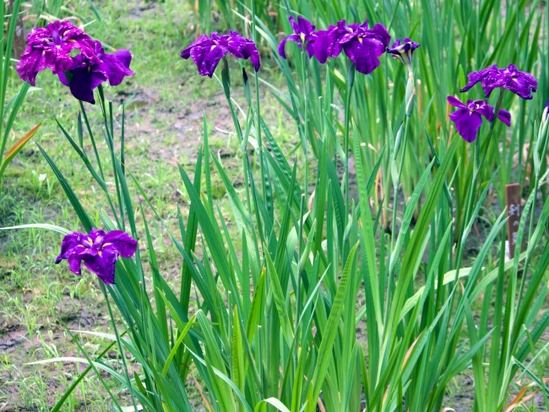 花菖蒲 雲上 Iris Ensata Var Kumo No Ue 科技研花图画书