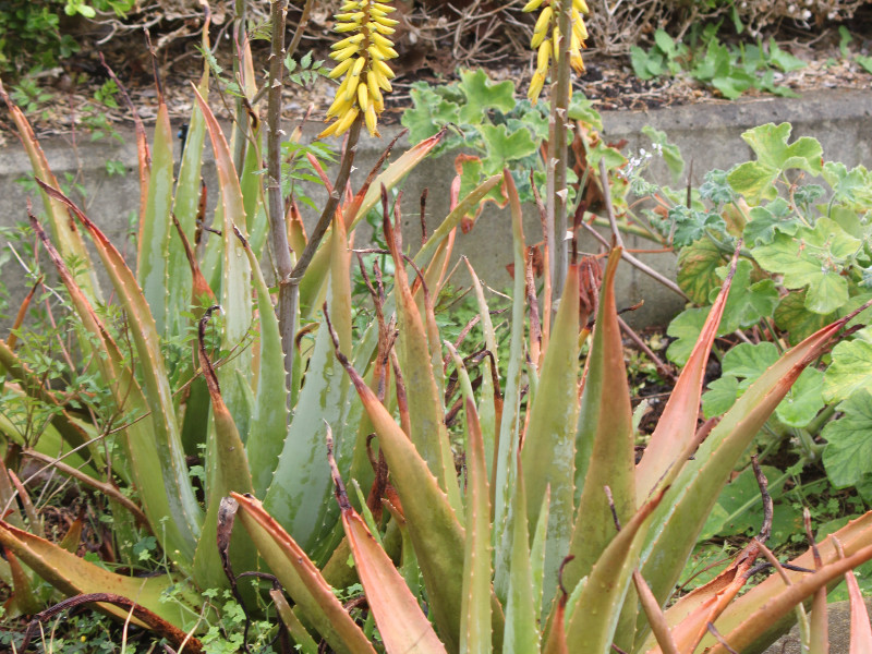 アロエベラ Aloe Vera かぎけん花図鑑