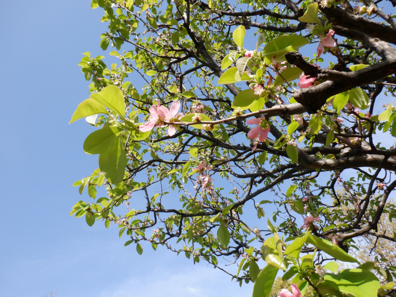 Chinese quince