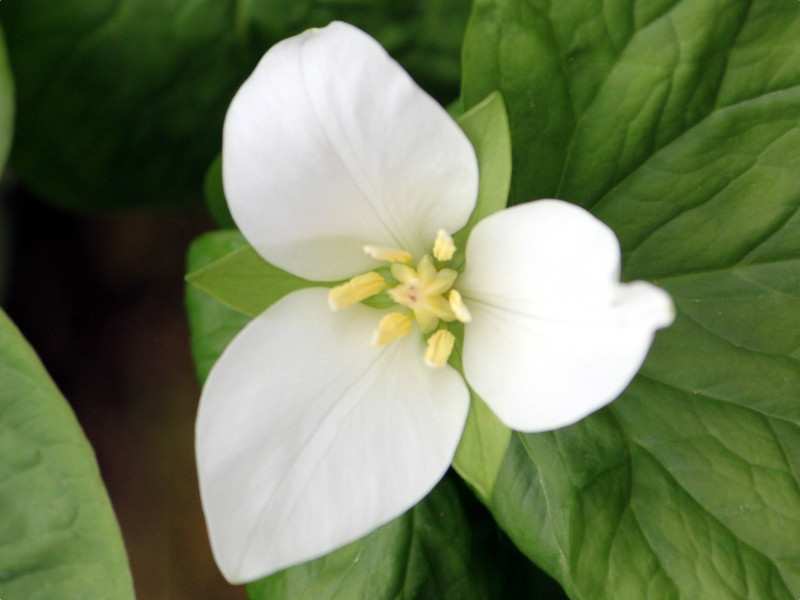 Trillium camschatcense