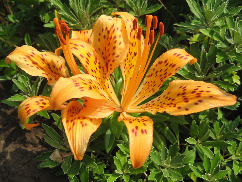 Lilium maculatum