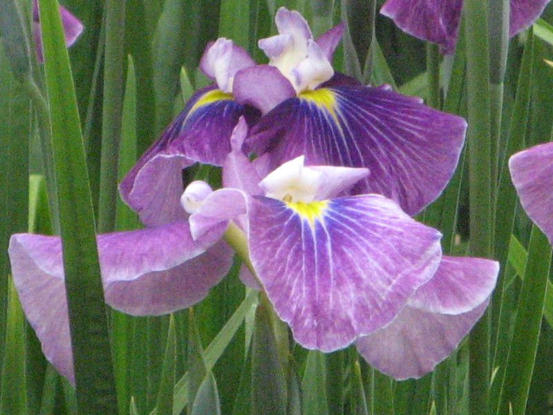 花菖蒲 七福神 Iris Ensata Var Shichifukujin 科技研花图画书