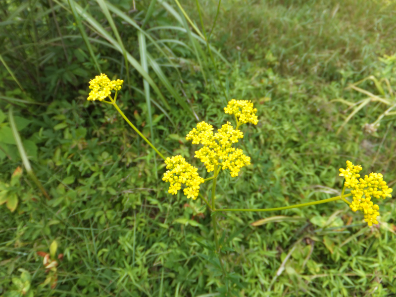 黃花龍芽草