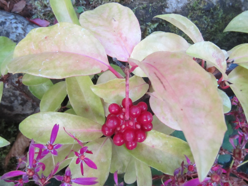 サネカズラ Kadsura Japonica かぎけん花図鑑