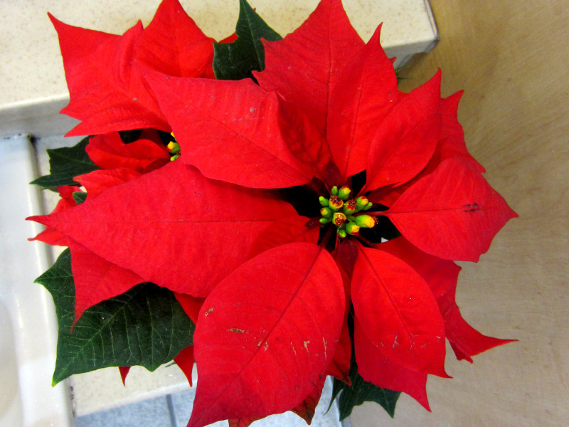 Poinsettia