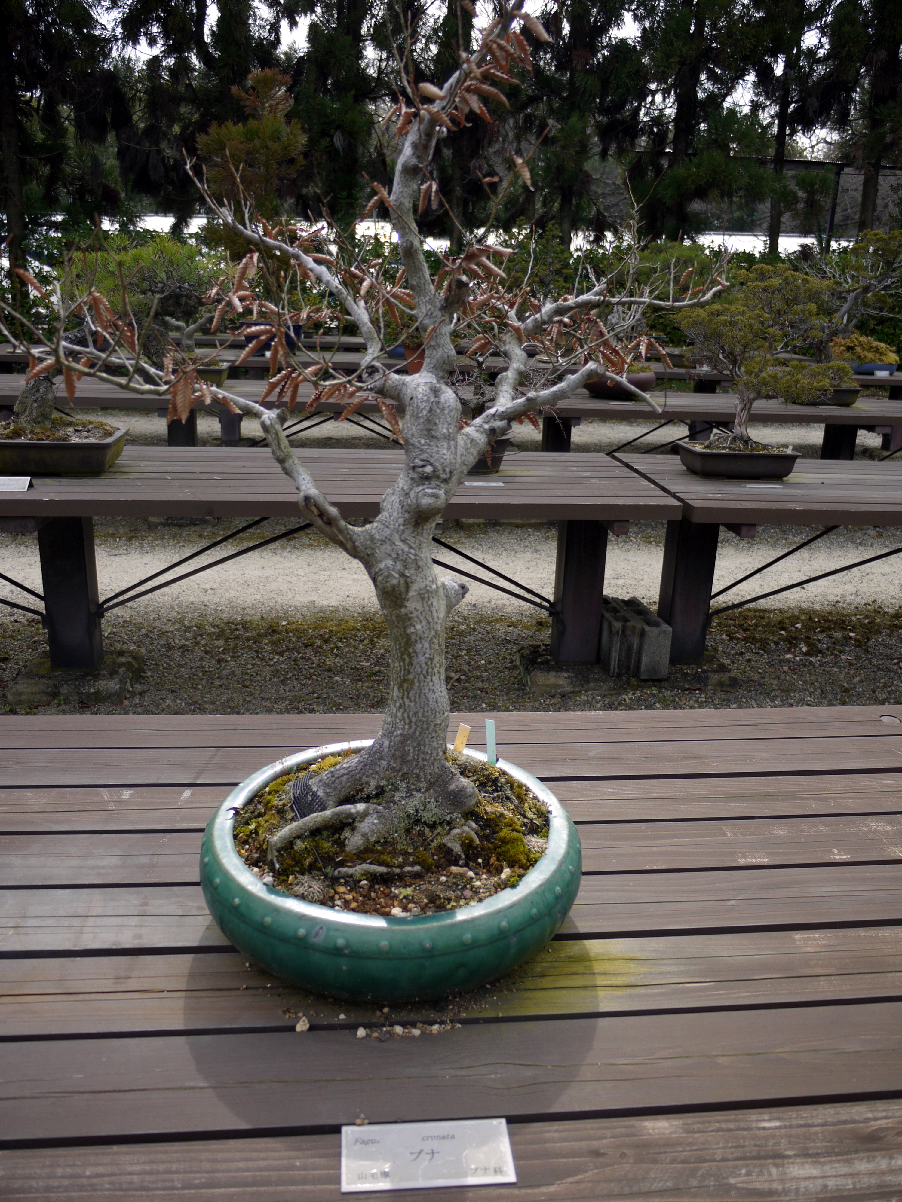 山毛欅 ぶな Fagus Crenata ブナ ブナ科 現品 盆栽 落葉樹 観賞用 限定価格セール Fagus