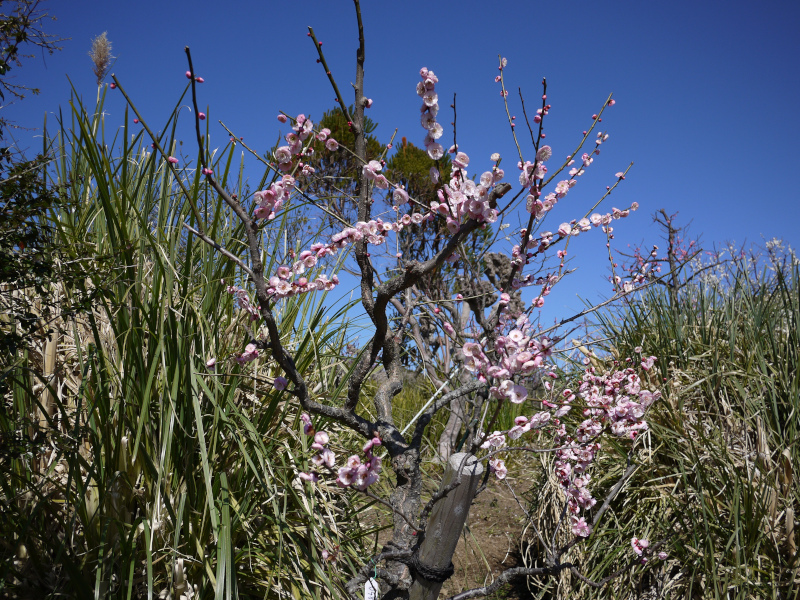 Prunus mume 'Tan-un-kyufun'