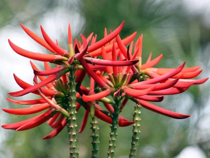 ブラジルデイゴ Erythrina Speciosa かぎけん花図鑑