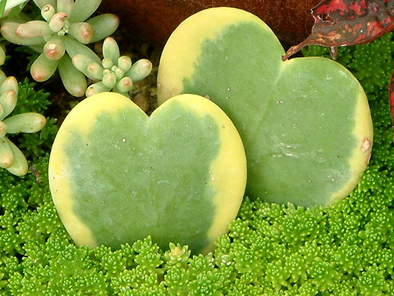 Hoya kerriii