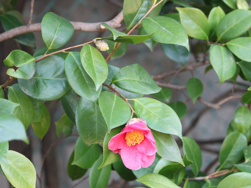 山茶 Camellia Japonica L 科技研花图画书