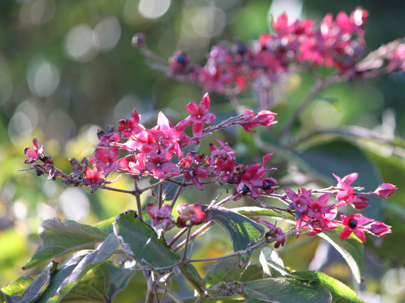 Clerodendrum trichotomum