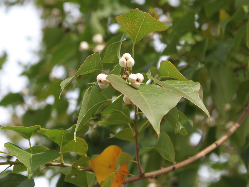 Chinese tallow