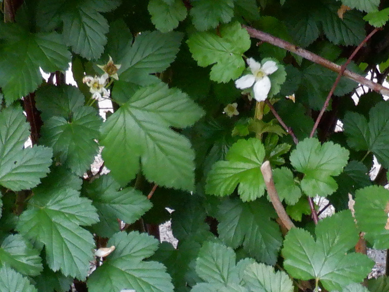 Rubus palmatus