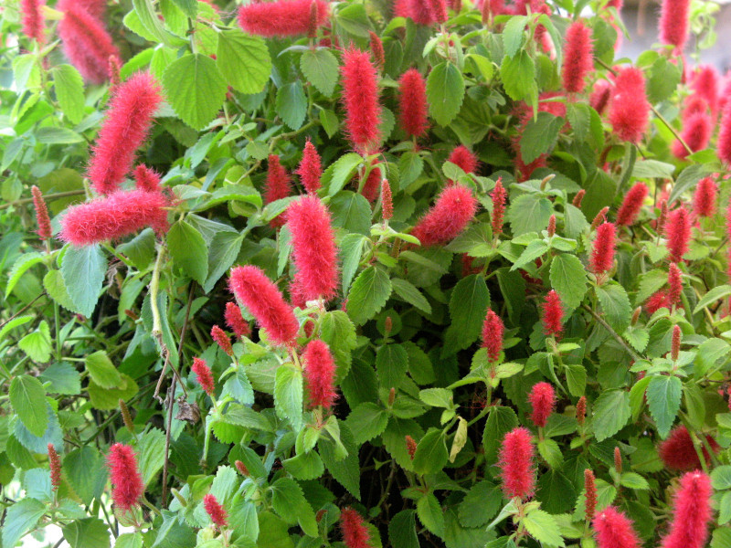 Acalypha cat tail