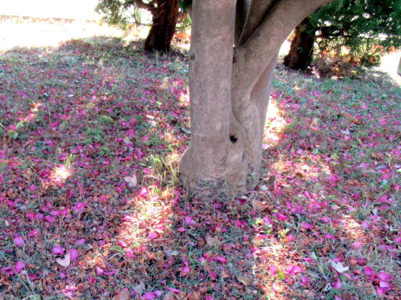 Camellia sasanqua