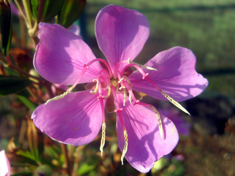 Melastoma tibouchina 'little angel'