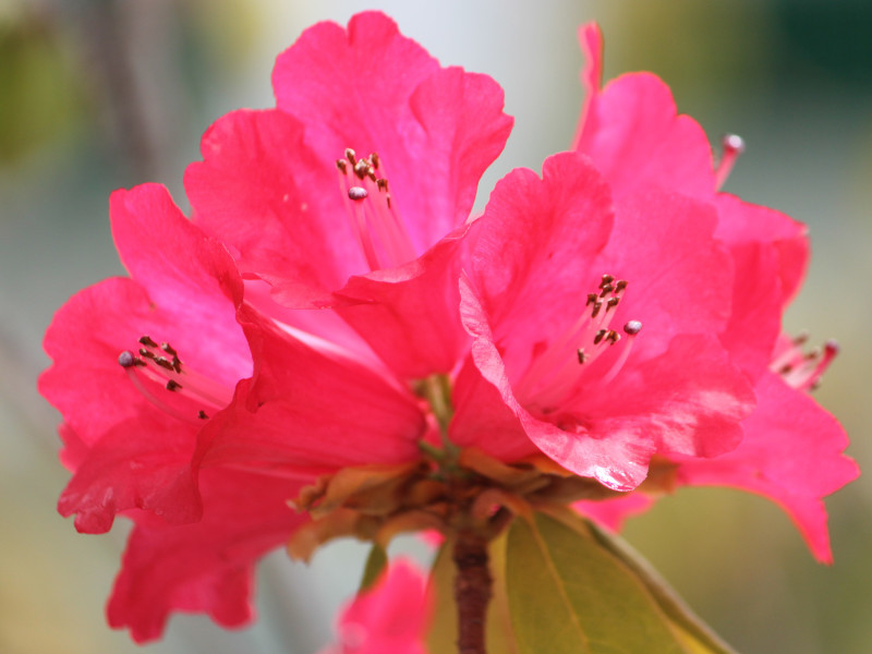 树形杜鹃 Rhododendron Arborenum 科技研花图画书