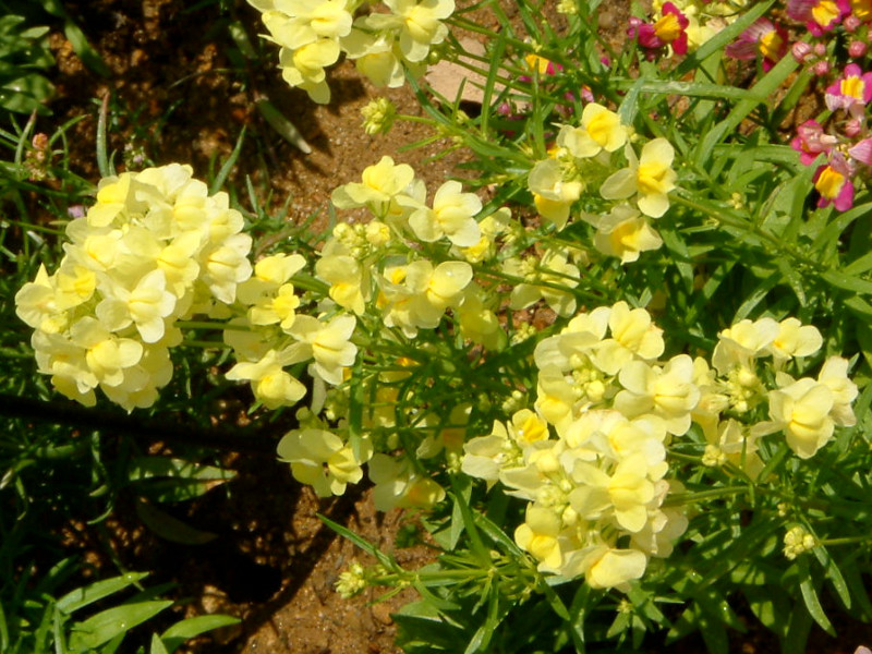 clovenlip toadflax