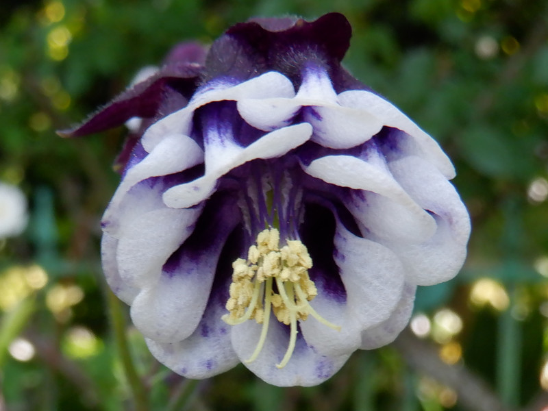 Aquilegia vulgaris 'Tower series'