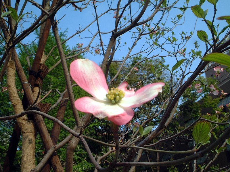 Flowering dogwood