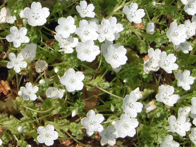 Nemophila snow storm