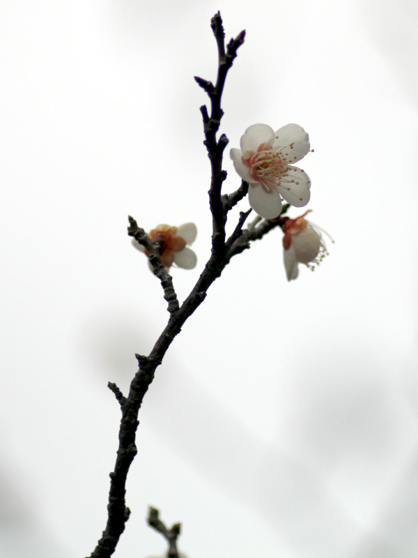 Prunus mume  'Suigetsu'