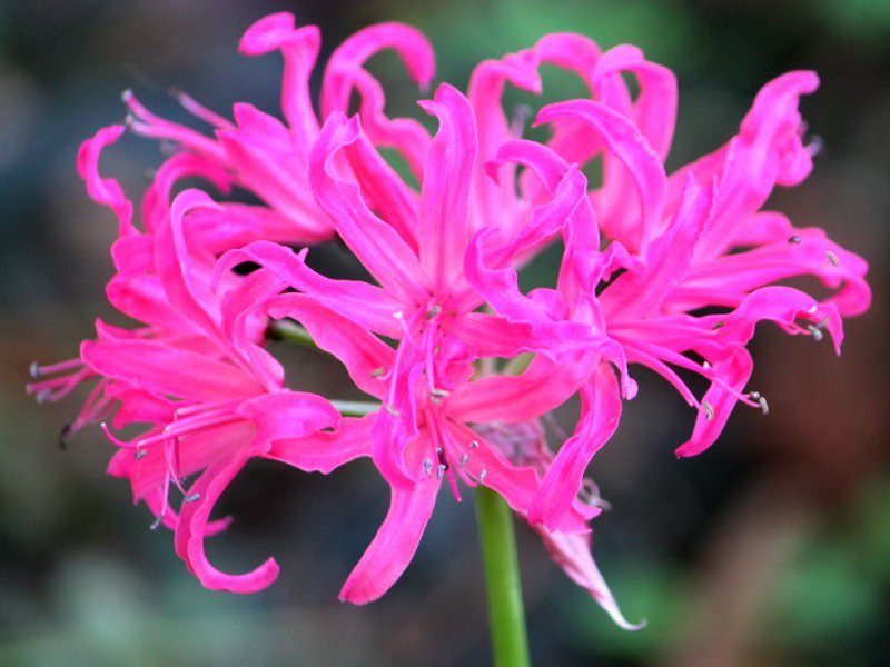 ネリネ Nerine Sarniensis Spp かぎけん花図鑑