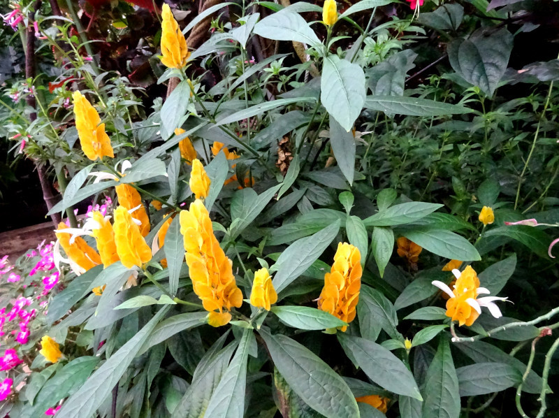 Pachystachys lutea