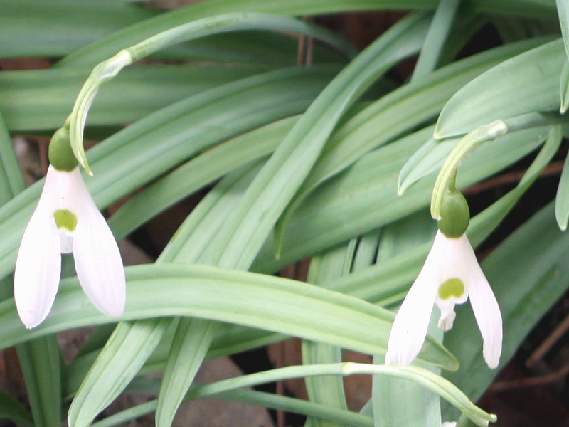 スノードロップ Galanthus Nivalis かぎけん花図鑑