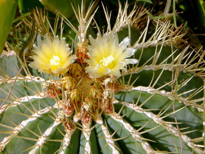 Ferocactus glaucescens