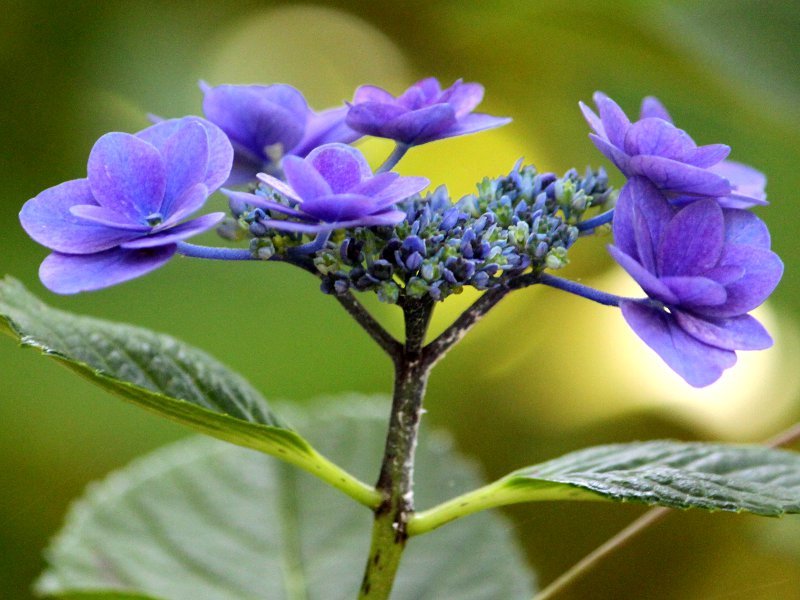 アジサイ Hydrangea Macrophylla かぎけん花図鑑